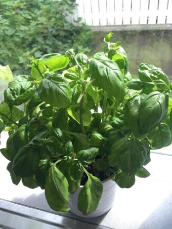 11805737_10153085129167993_395685936_n